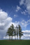 Douglas-firs in wheat field