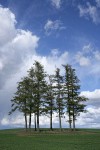 Douglas-firs in wheat field