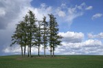 Douglas-firs in wheat field