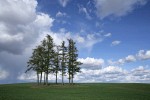 Douglas-firs in wheat field