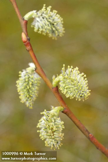 Salix scouleriana