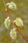 Scouler's Willow female catkins detail