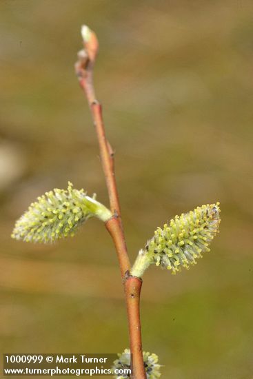 Salix scouleriana