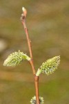 Scouler's Willow female catkins detail