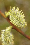 Scouler's Willow female catkins detail