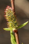 Peachleaf Willow female catkin detail