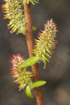 Peachleaf Willow female catkins