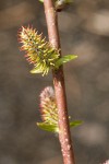 Peachleaf Willow female catkins