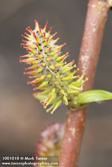 Salix amygdaloides