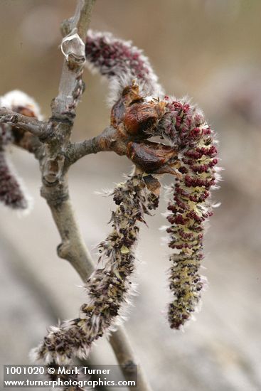 Populus tremuloides