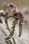 Quaking Aspen male catkins