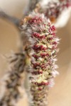 Quaking Aspen male catkin detail