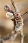 Quaking Aspen male & female catkins