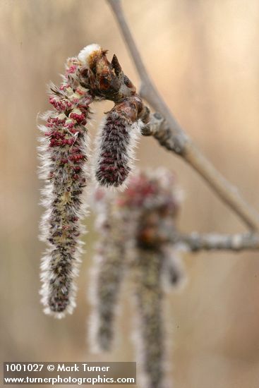 Populus tremuloides