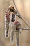 Quaking Aspen male catkins