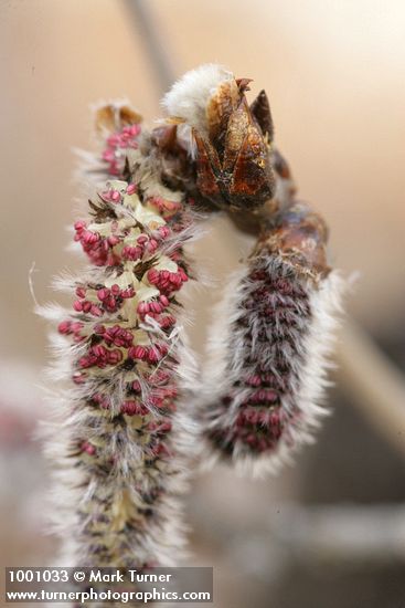 Populus tremuloides