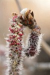 Quaking Aspen male catkin detail