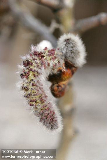 Populus tremuloides