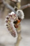 Quaking Aspen male catkin detail