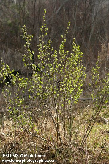Ribes cereum