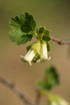 Squaw Currant blossoms & emerging foliage detail