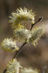 Scouler's Willow male catkins