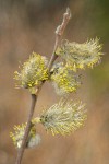 Scouler's Willow male catkins