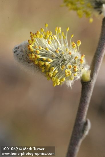 Salix scouleriana