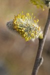 Scouler's Willow male catkin detail