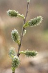 Scouler's Willow female catkins