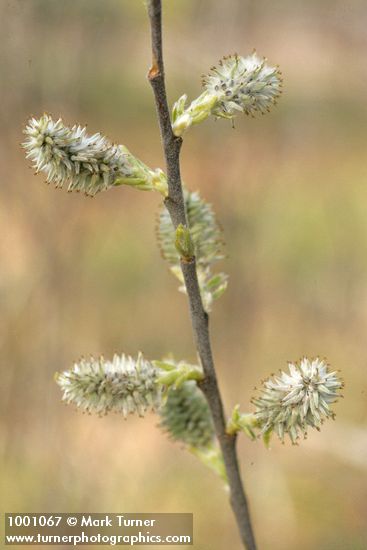 Salix scouleriana