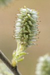 Scouler's Willow female catkin detail