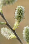 Scouler's Willow female catkin detail