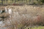 Scouler's Willow male at edge of pond