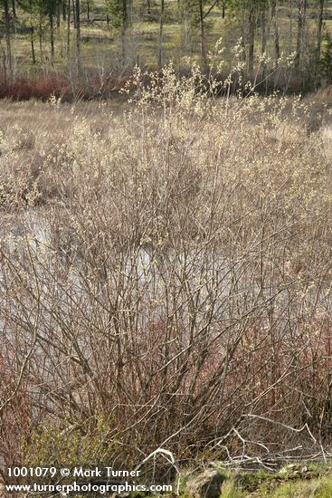 Salix scouleriana