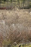 Scouler's Willow male at edge of pond