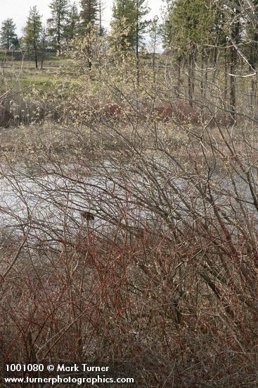 Salix scouleriana