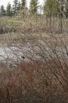 Scouler's Willow female at edge of pond