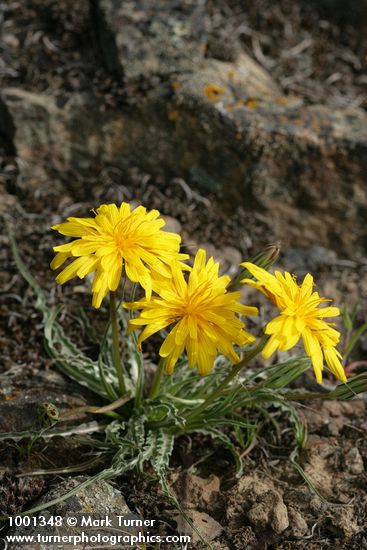 Nothocalais troximoides (Microseris troximoides)