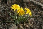 False Agoseris