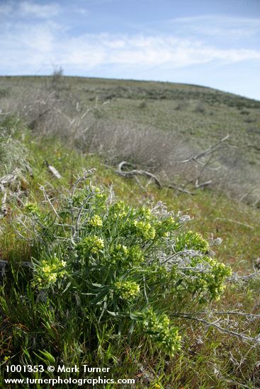 Lithospermum ruderale