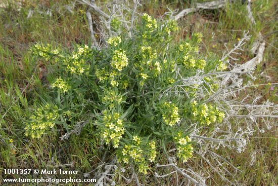 Lithospermum ruderale