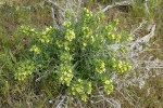 Columbia Puccoon