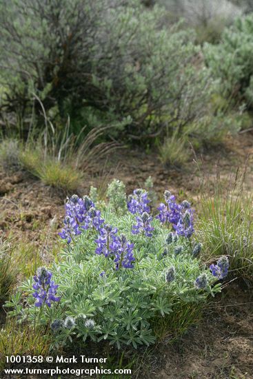 Lupinus lepidus