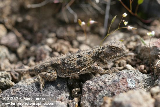 Phrynosoma douglasii