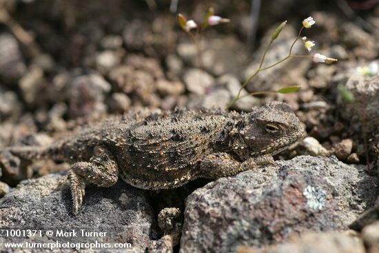 Phrynosoma douglasii