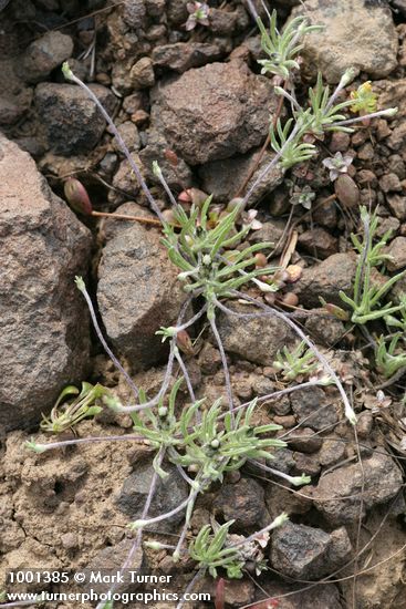 Antennaria flagellaris