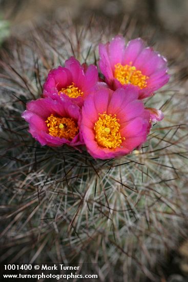 Pediocactus nigrispinus