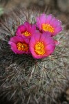 Hedgehog Cactus