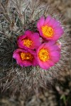 Hedgehog Cactus